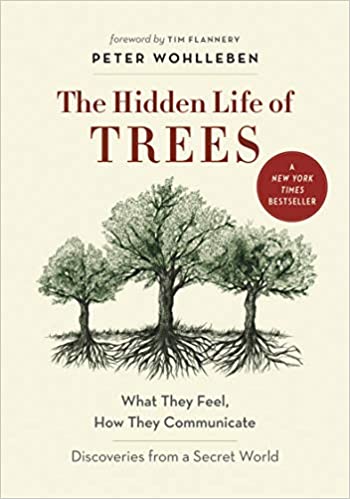 The Hidden Life of Trees Walking in Nature – Mother Nature’s Healing
