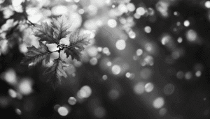 A close-up of maple leaves in sharp focus on the left, with a blurred background of circular bokeh lights in black and white, evokes themes of personal growth, like leaves aspiring skyward beneath The Dream Oak’s timeless branches.