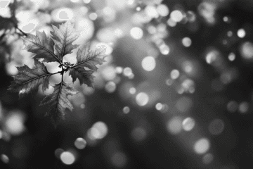 Embracing Personal Growth - The Dream Oak A close-up of maple leaves in sharp focus on the left, with a blurred background of circular bokeh lights in black and white, evokes themes of personal growth—like leaves aspiring skyward beneath The Dream Oak’s timeless branches.