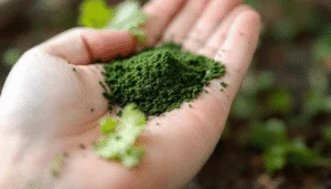 A close-up of a hand holding a small pile of fine, green spirulina powder, with a few green leaves nearby and a blurred natural background.
