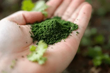 Spirulina: What Is It, What Is It For, and How to Take It?