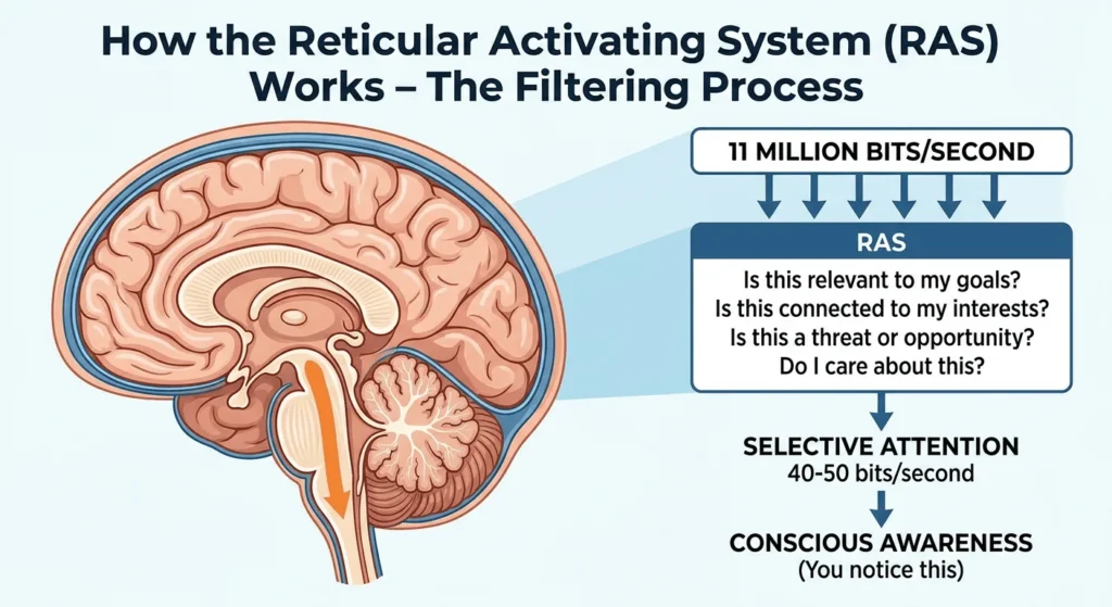 Diagram showing a brain cross-section with arrows explaining how the Reticular Activating System (RAS) filters 11 million bits/second down to conscious awareness by sorting relevance skills strengthened through Reticular Activating System exercises.